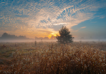 Autumnal morning meadow. 5 minutes before sunrise.