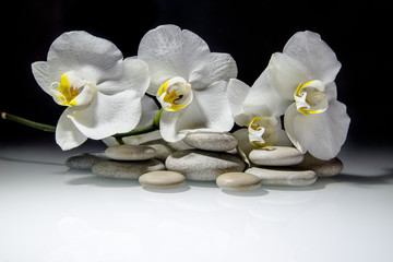 Naklejka na ściany i meble white orchids and pearls lie on the rocks 