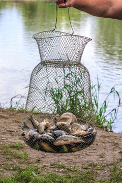 Fisherman holds metal grid fish corf with live fresh crucian carp catch on river background at fishing. Close up vertical view