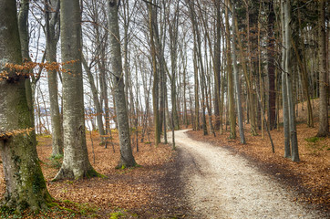 Autumn forest path. Beautiful forest path during fall by german lake Starnberg.