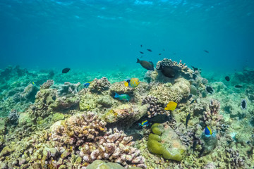 Naklejka na ściany i meble Underwater world landscape, underwater coral. Colorful coral reef and blue clear water with sunlight and sunbeam. Maldives underwater wildlife, marine life, adventure snorkeling. 