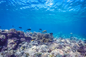 Underwater world landscape, underwater coral. Colorful coral reef and blue clear water with sunlight and sunbeam. Maldives underwater wildlife, marine life, adventure snorkeling. 