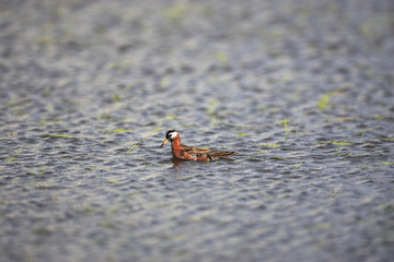 ハイイロヒレアシシギ