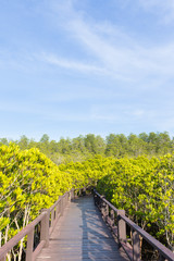 Fototapeta na wymiar Bridge walkway in mangrove forests.