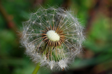 Dandelion with seeds blowing away in the wind, Close up of dandelion spores blowing away