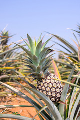 Pineapple in farm, fresh tropical fruit agriculture in thailand
