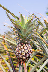 Pineapple in farm, fresh tropical fruit agriculture in thailand