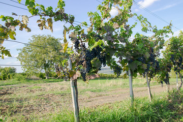 Organic agriculture, vineyard