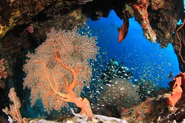 Foto auf Leinwand Scuba diver explores coral reef © Richard Carey
