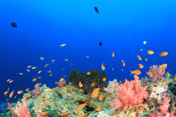 Tropical fish underwater on coral reef 
