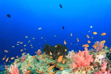 Foto op Aluminium Tropical fish underwater on coral reef  © Richard Carey