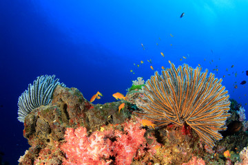 Tropical fish underwater on coral reef 