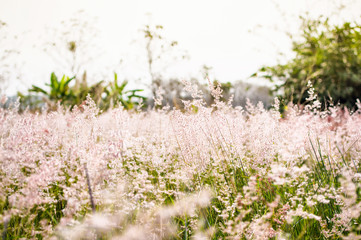 white flower of grass and blur background with warm light and vintage film styles