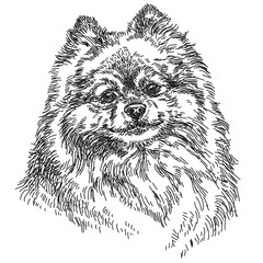 Small Pomeranian vector hand drawing illustration