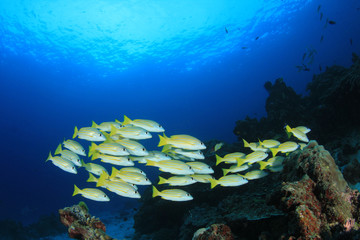 Naklejka na ściany i meble Tropical fish underwater on coral reef 