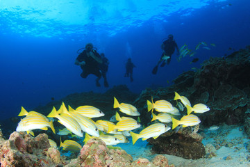 Scuba diver explores coral reef