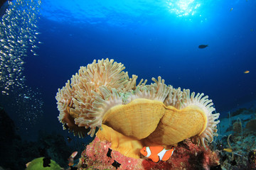 Coral, anemone, clownfish fish