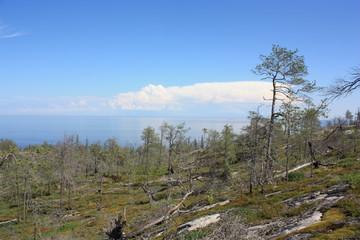 Каменистый пейзаж с чахлыми соснами на побережье.