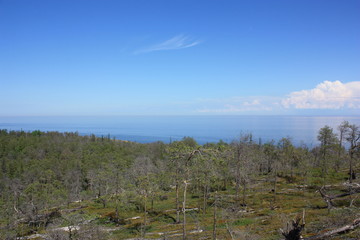 Каменистый пейзаж с чахлыми соснами на побережье. © verynika