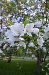 Naklejka premium яблоны, весна, цветение
