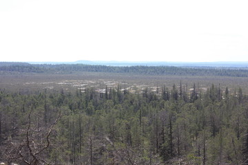 Вид на лес. © verynika