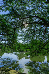 upper branches of tree