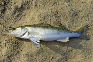 Freshwater zander