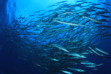 Fototapeta na wymiar Barracuda fish