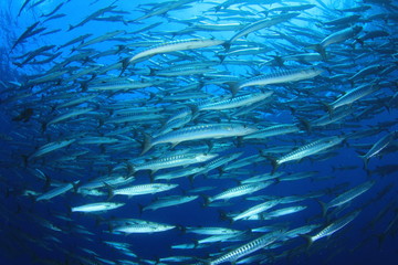 Barracuda fish