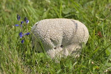 Obraz premium Giant puffball mushroom