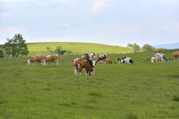 Fototapeta na wymiar cows on green field