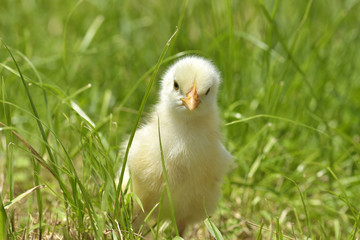 little chicken on a grass