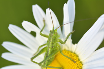 close up grasshopper with daisy flower