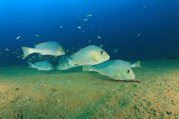 Underwater fish in ocean