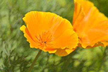 California Orange Poppy Macro Close Up