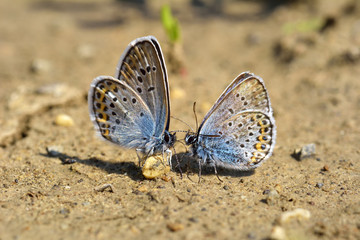 Fototapeta na wymiar two blue butterflies (kiss)