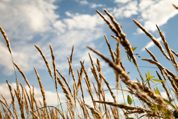 Wild herbs spikes on the field close-up against the blue sky. Yellow weed ears in the wind on a meadow