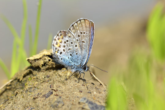 Common Blue butterfly - polyommatus icarus