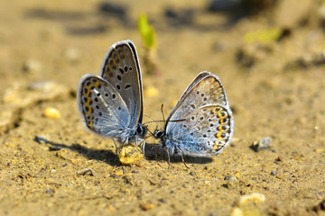 Fototapeta na wymiar two blue butterflies (kiss)