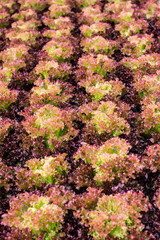 The head of Red leaf lettuce in farm, Hydroponic cultivation