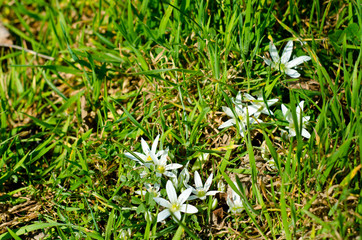 Spring flowers background with beautiful blossom and green fresh grass. Warm sunlights and soft shades.
