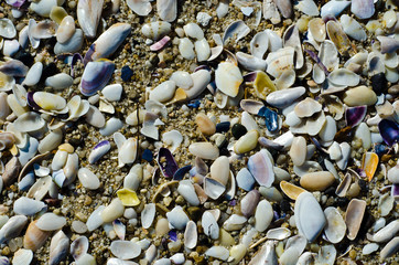 Sea shells texture with natural sunlignht