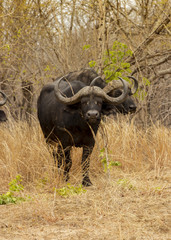Obraz premium Herd of Buffalo paying close attention while we drive by, Botswana