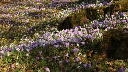 Crocuses of spring flowering
