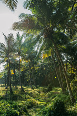 Sunlight in palm forest in Kerala, India