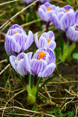 First violet crocus flowers