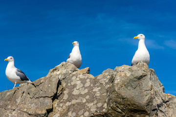 Seagull at USA Pacific coast