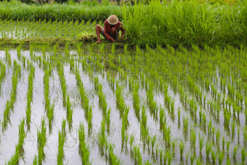 Reisanbau in Asien