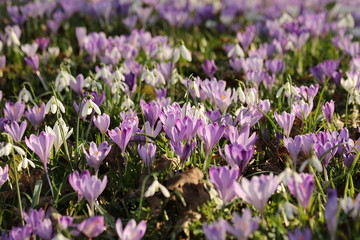 Crocuses blooming