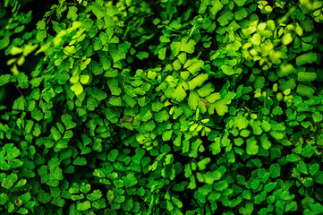 High Contrast and Saturation color of Blurry Green Leaf Background